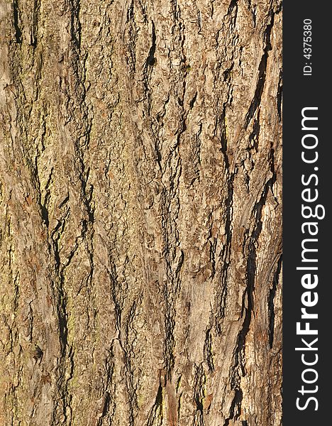 An old fir bark texture