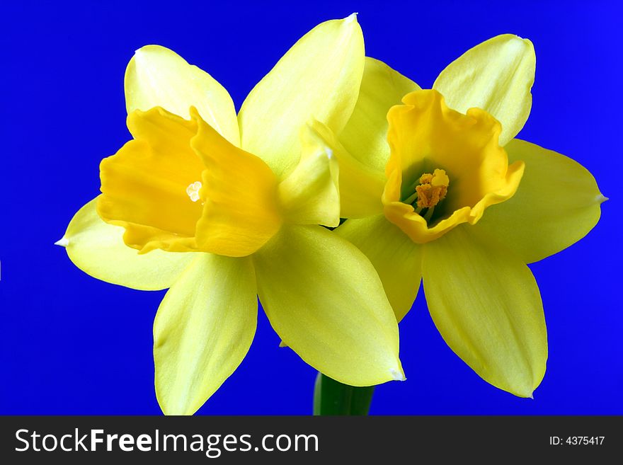 Couple of bright yellow narcissus flowers on a blue background. Couple of bright yellow narcissus flowers on a blue background