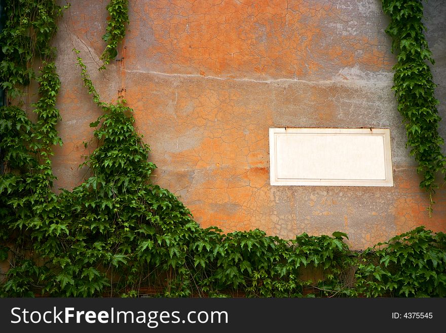 Empty panel on a old wall, framed by vine (can easily be customized). Empty panel on a old wall, framed by vine (can easily be customized)