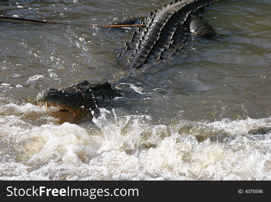 Close shot of an captured alligator in a muddy river. Close shot of an captured alligator in a muddy river.