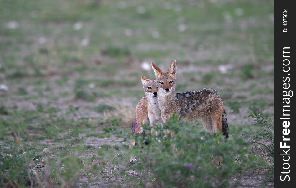 Photography of two small wild animals looking in camera. Tripod. Africa.