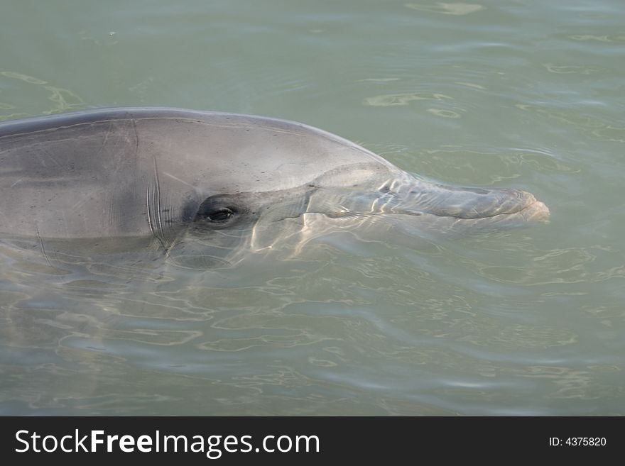 Dolphin In A Shoal Water
