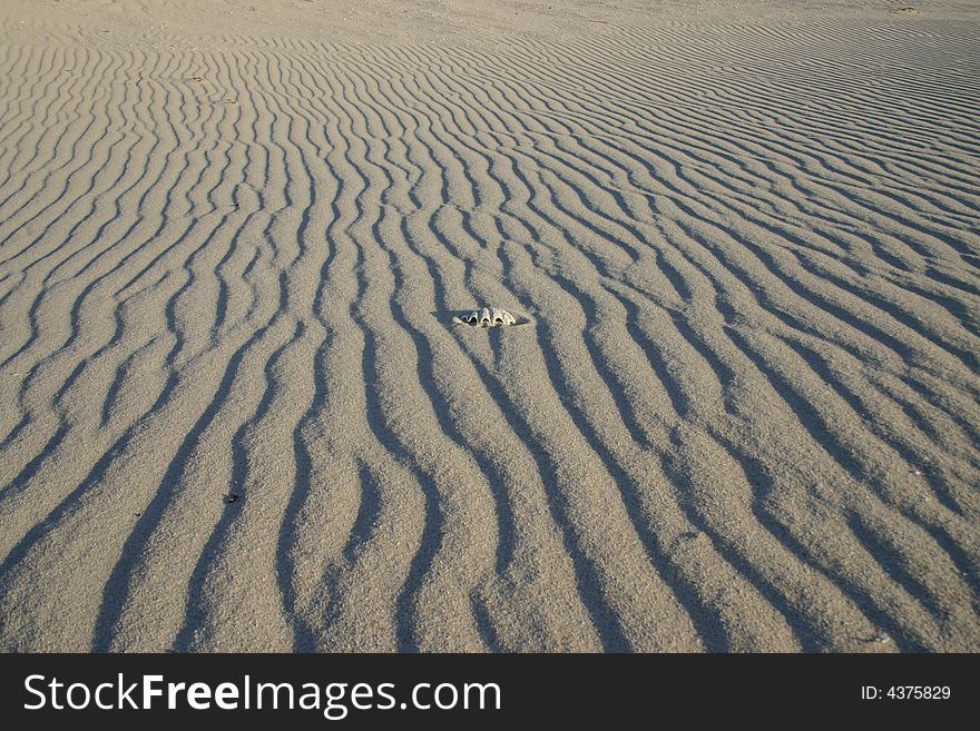 Sand pattern with one shell peeking out of the sand . Australia.