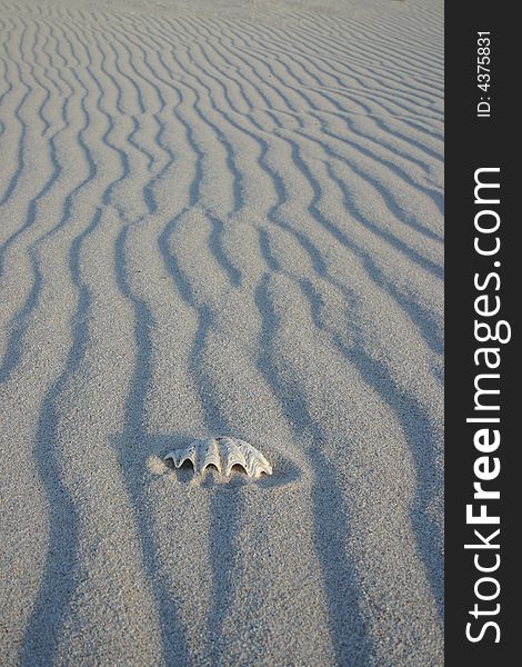 Sand pattern with one shell peeking out of the sand . Australia. Sand pattern with one shell peeking out of the sand . Australia.