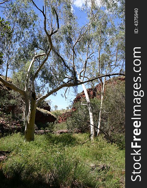 Australian landscape scene with deciduous trees and colorful red rocks in background.