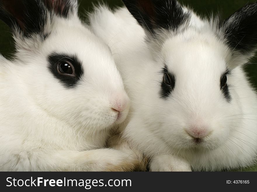 Close up portrait of twin cute rabbits. Close up portrait of twin cute rabbits