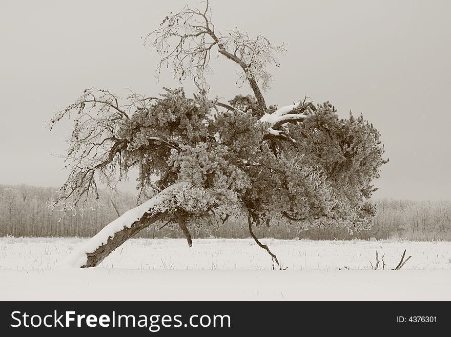 Aged lonely tree in the middle of a field.