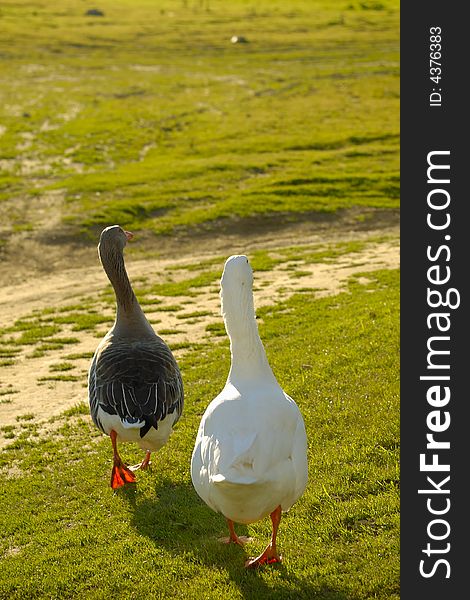 Two geese walking around in a pair