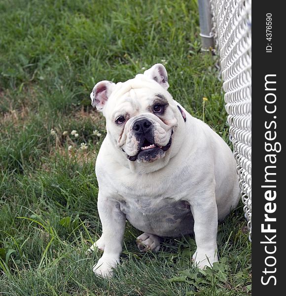 White English bulldog leaning against chain link fence. White English bulldog leaning against chain link fence