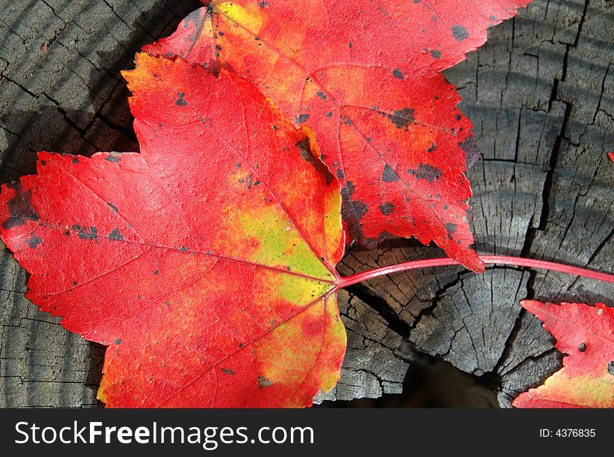 A few red fall leaves on a wooden stump for texture. A few red fall leaves on a wooden stump for texture