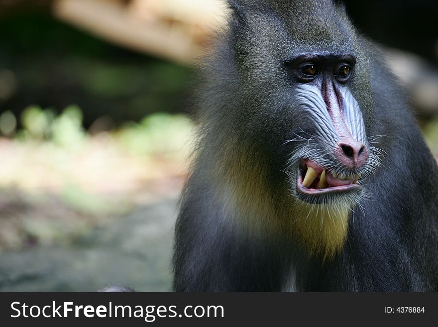 Mandrill Baboon