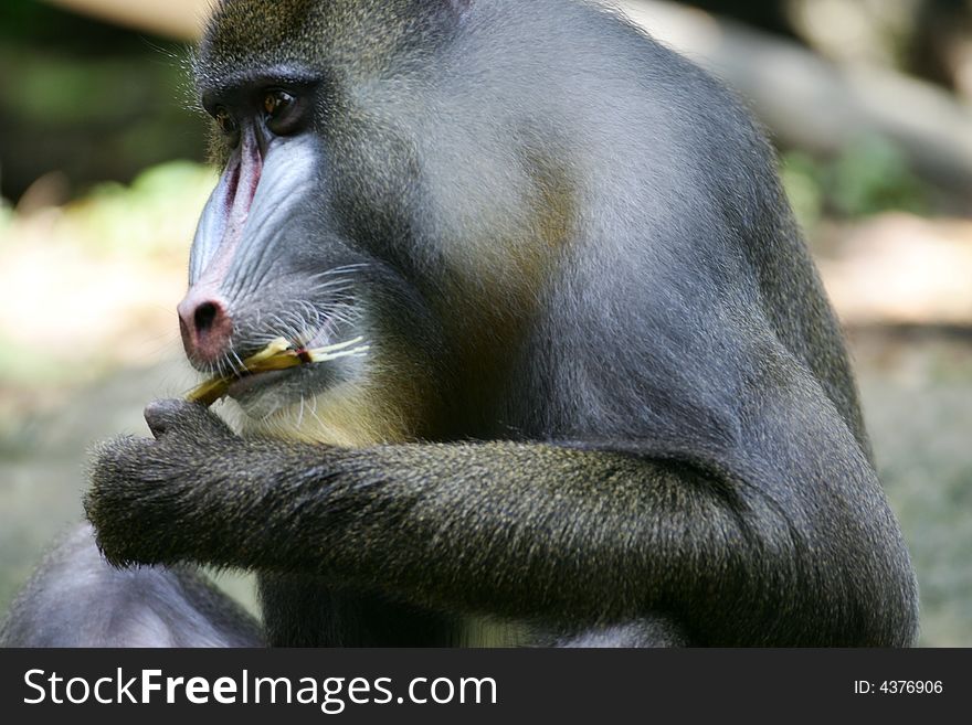 A shot of a Mandrill Baboon in the wild