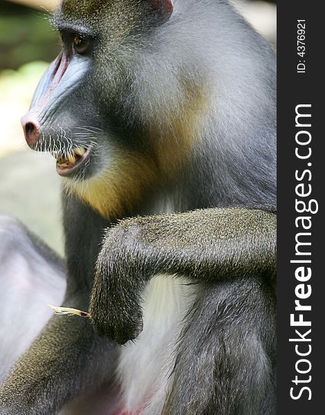 A shot of a Mandrill Baboon in the wild