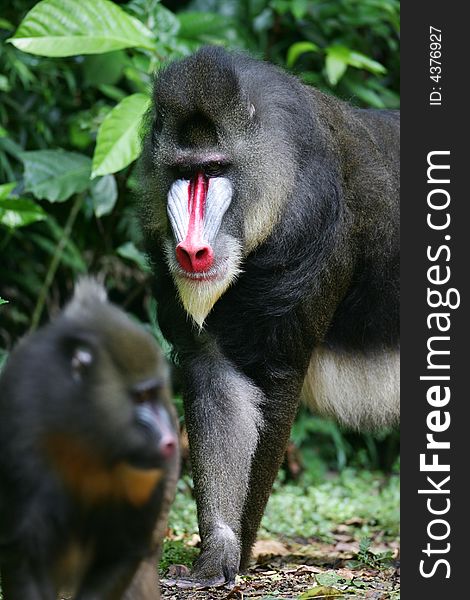 A shot of a Mandrill Baboon in the wild