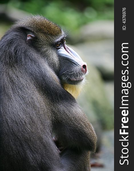 A shot of a Mandrill Baboon in the wild