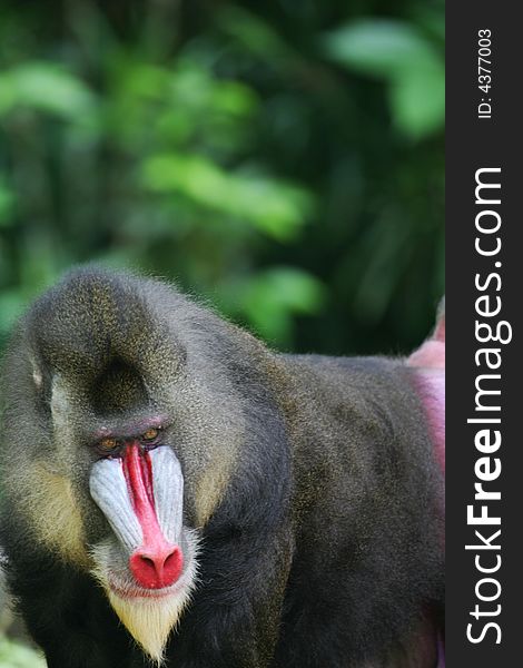 A shot of a Mandrill Baboon in the wild