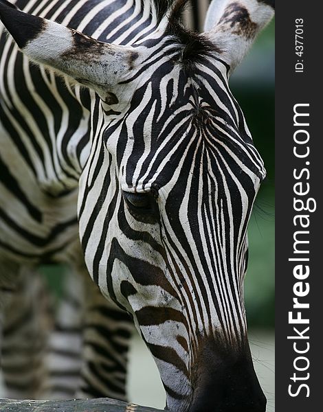 A shot of a herd of African Zebra. A shot of a herd of African Zebra