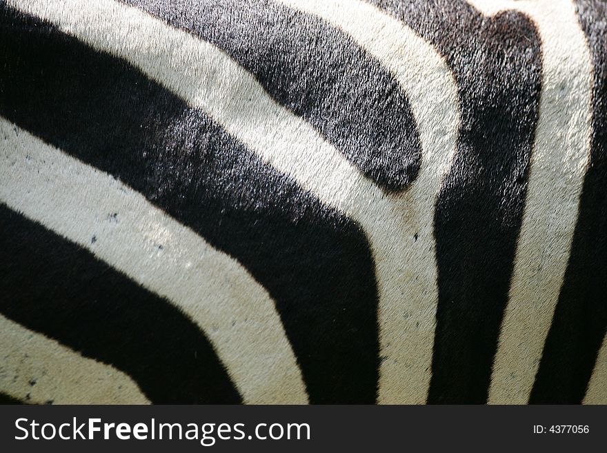 A shot of a herd of African Zebra. A shot of a herd of African Zebra