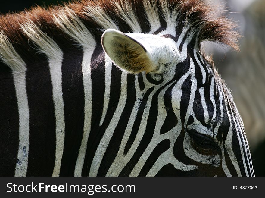 A shot of a herd of African Zebra. A shot of a herd of African Zebra