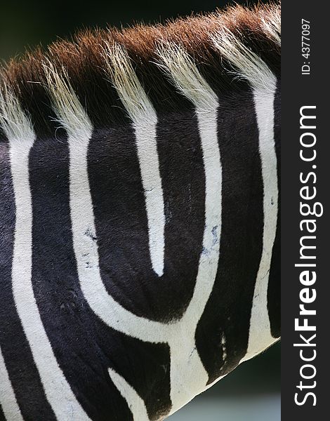 African Zebras