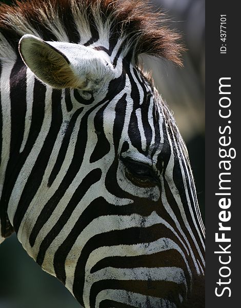 A shot of a herd of African Zebra. A shot of a herd of African Zebra