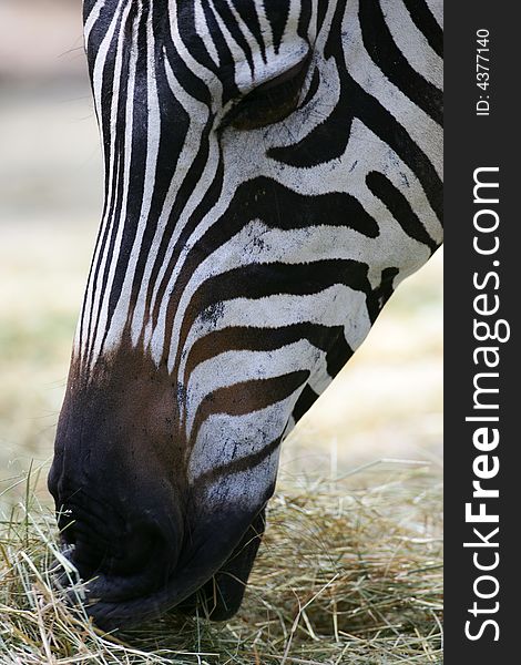 A shot of a herd of African Zebra. A shot of a herd of African Zebra