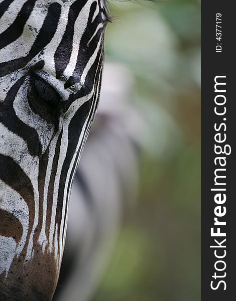 African Zebras