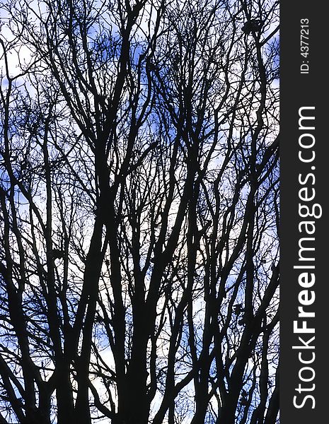 Silhouette of winter trees against blue cloudy sky. Silhouette of winter trees against blue cloudy sky
