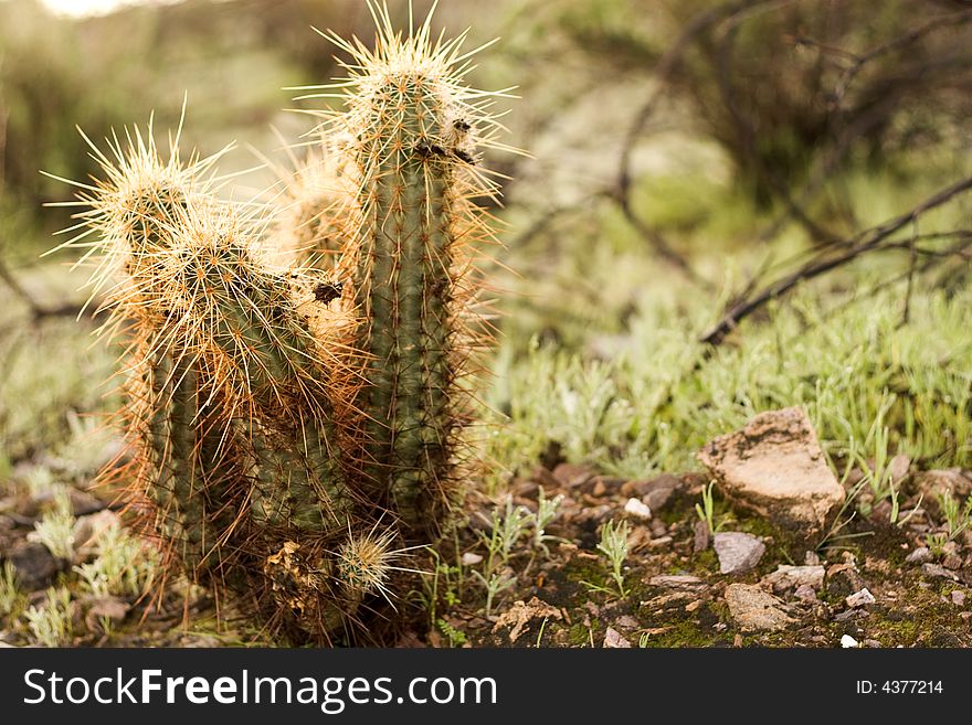 A very prickly looking cactus in grass. A very prickly looking cactus in grass