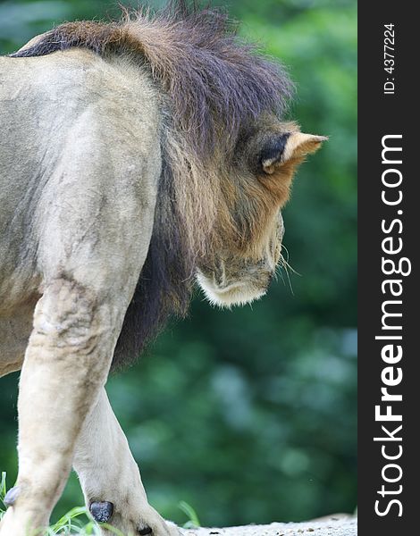 A shot of a pride of African Lions