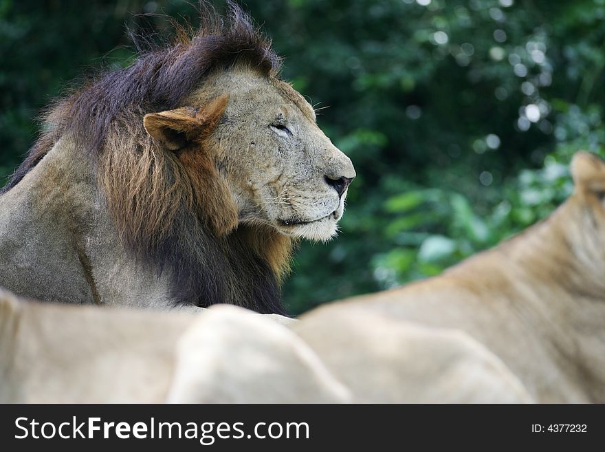 A shot of a pride of African Lions