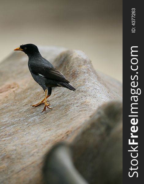 A shot of a blackbird picking at the hide of an African White Rhino