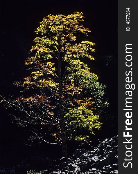 The vibrant colours of a mountain beech at first autumn; black background. The vibrant colours of a mountain beech at first autumn; black background