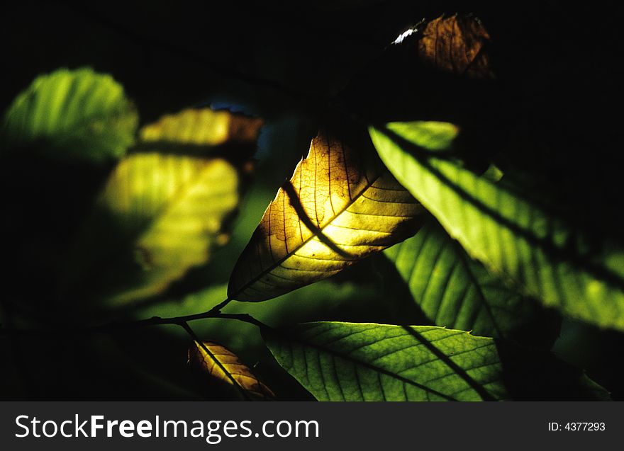Chestnut leaves against a dark background. Scan film source.