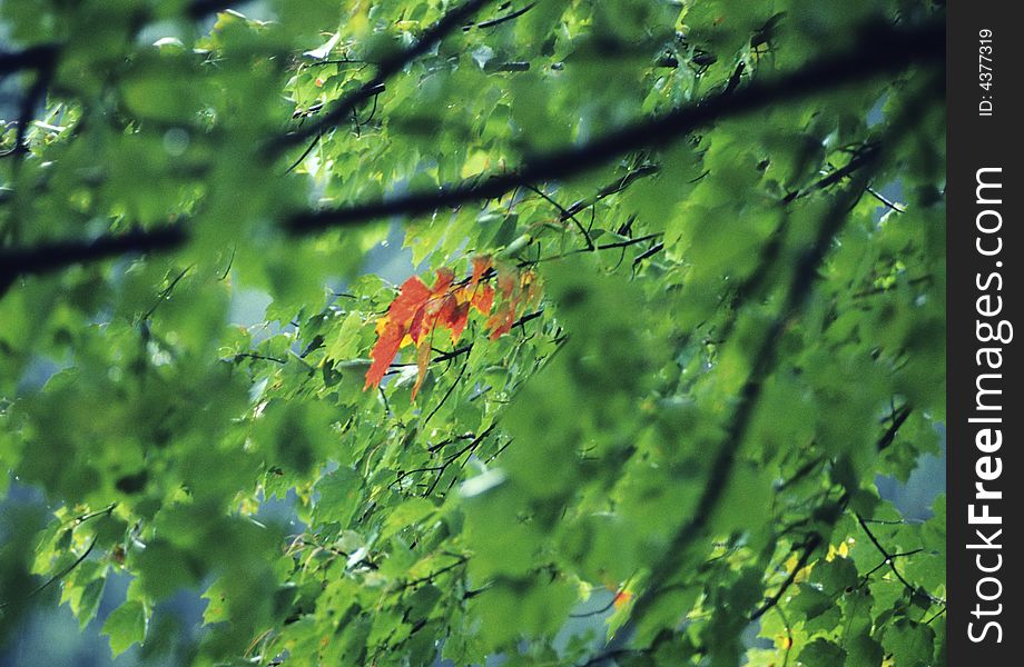A branch of red leaves announces the arrive of autumn season. A branch of red leaves announces the arrive of autumn season