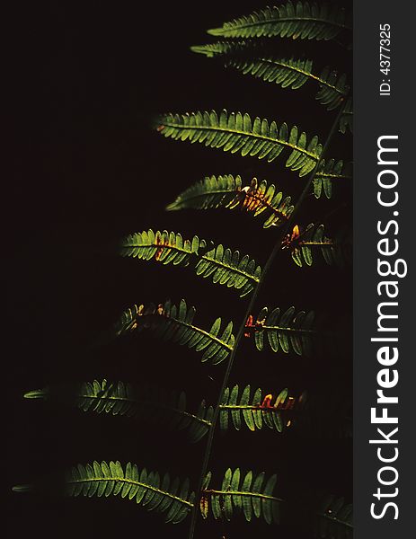 Close-up photo of fern leaves isolated over black background. Scan film source. Close-up photo of fern leaves isolated over black background. Scan film source