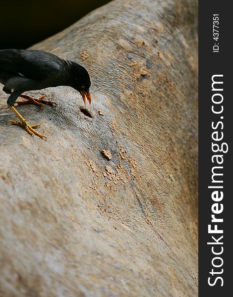 A shot of a blackbird picking at the hide of an African White Rhino