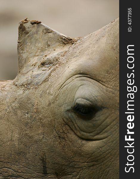 A shot of an African White Rhino