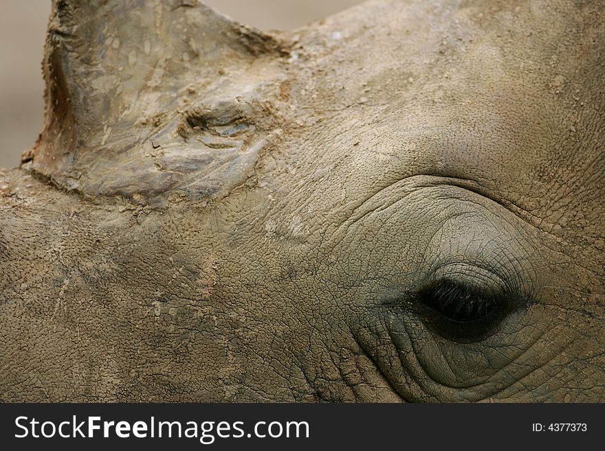 A shot of an African White Rhino