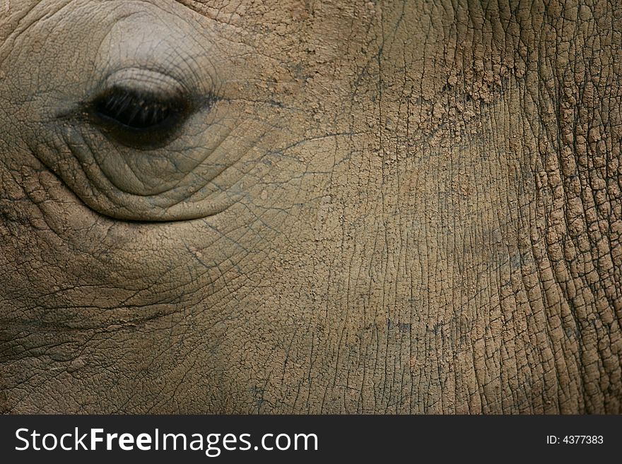 A shot of an African White Rhino