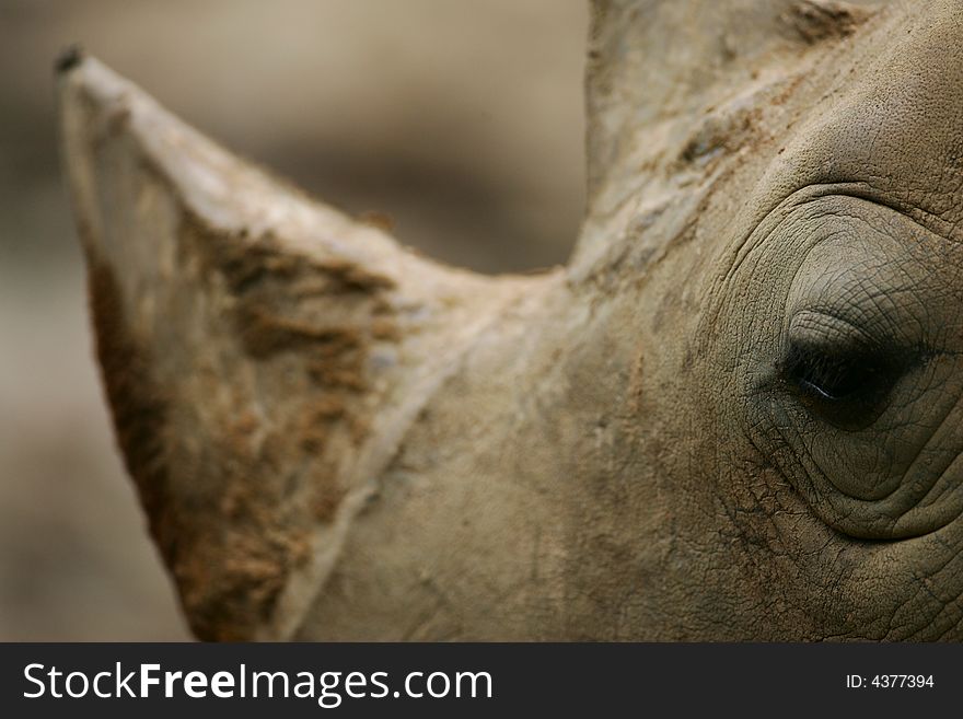 A shot of an African White Rhino