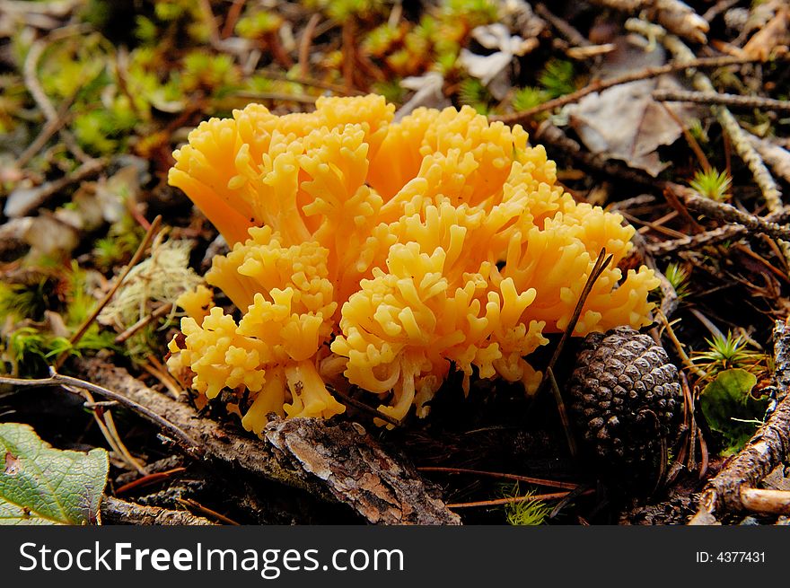 Orange mushrooms