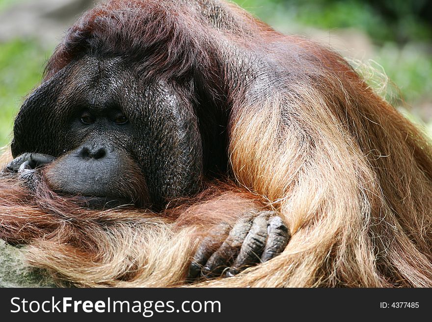 A shot of a male orangutan up close. A shot of a male orangutan up close