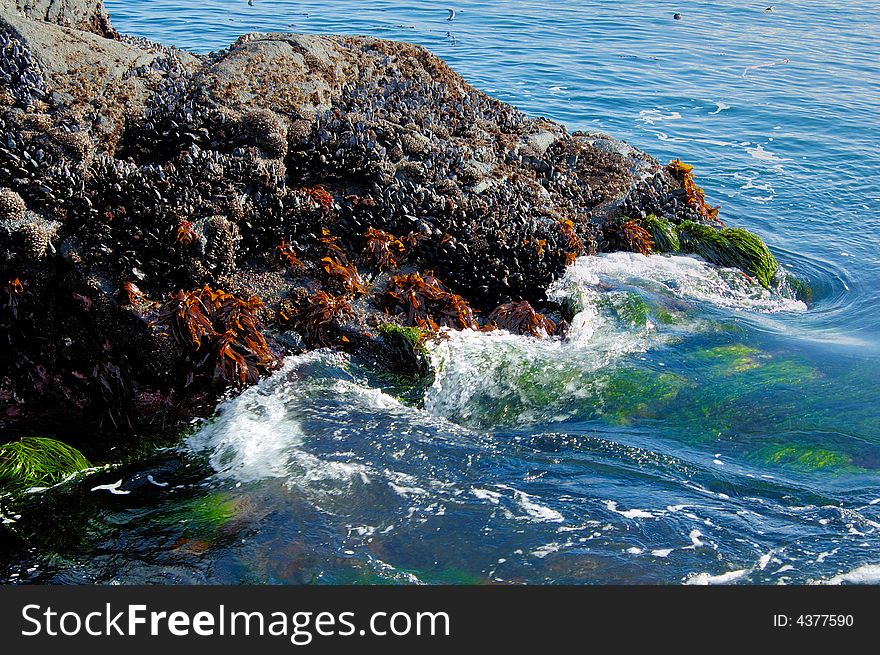 Rocks with sea grass