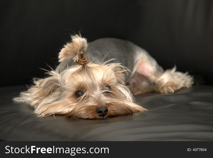 Yorkshire terrier on a black background