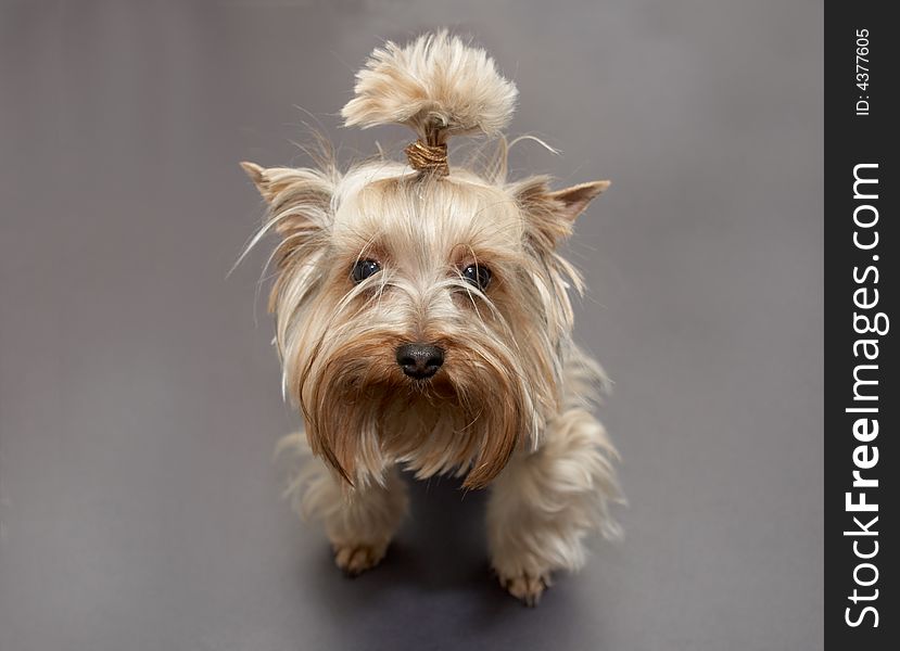 Yorkshire terrier on a gray background