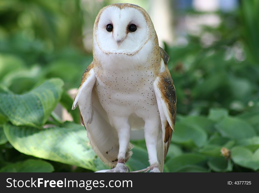 Image of barn owl on a summer day