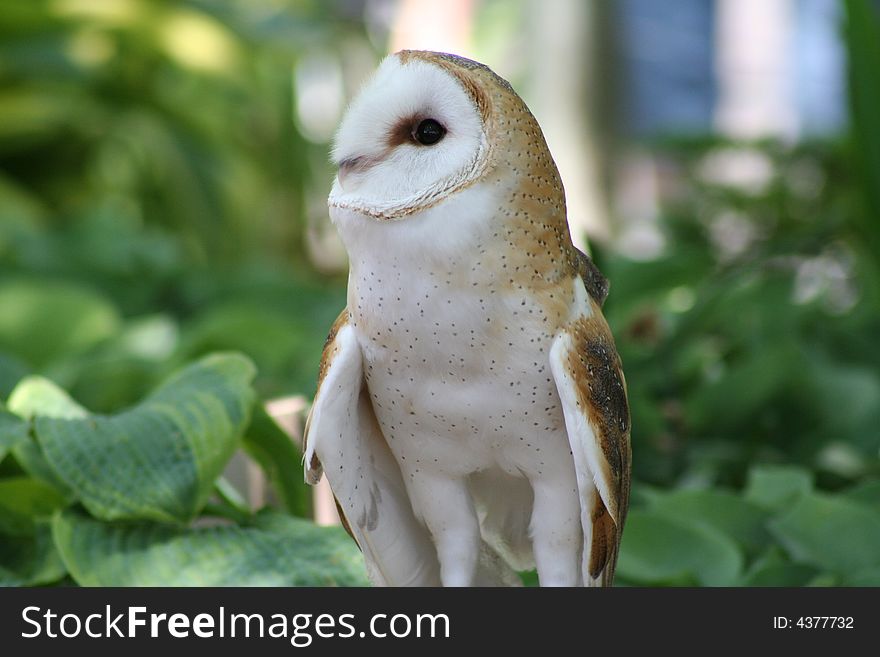 Image of barn owl on a summer day