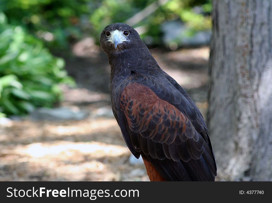 Image of a hawk looking into the camera