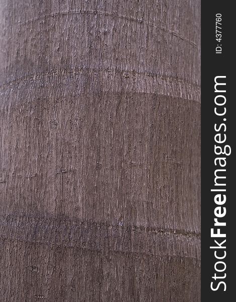 A close-up of a the bark of a tree. A close-up of a the bark of a tree